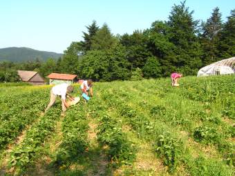 Zbieranie truskawek na plantacji Stanisawa Paweckiego.