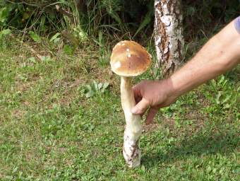 Rekordowy grzyb znaleziony w Gminie egocina.