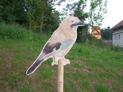 egociski Ptak Roku 2011.