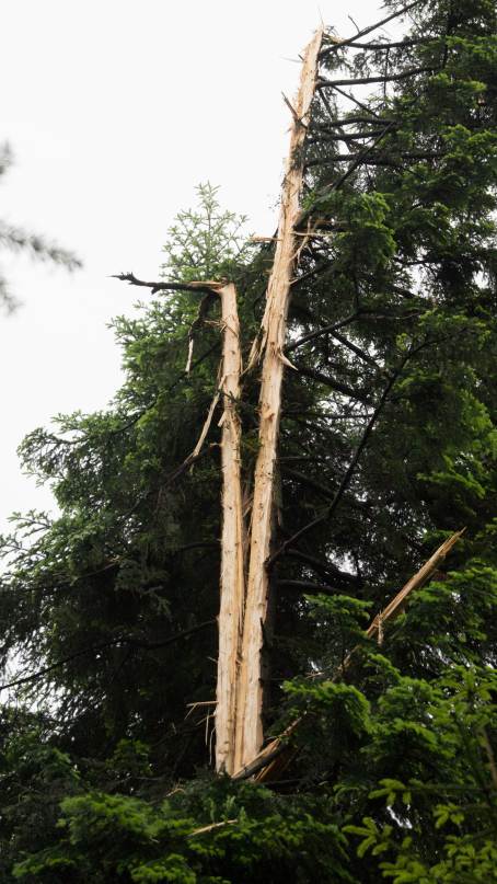 Drzewo w egocinie uderzone piorunem w dniu 31 maja 2016 r.