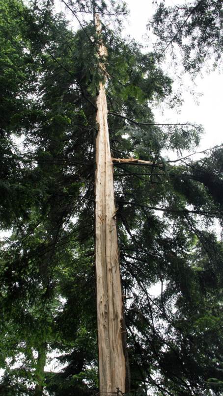 Drzewo w egocinie uderzone piorunem w dniu 31 maja 2016 r.