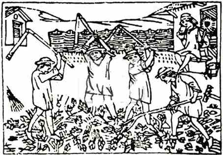 Średniowieczny rysunek przedstawiający młócenie cepami.